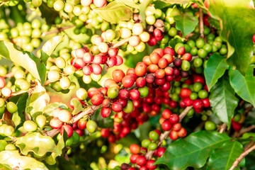 Obraz premium Coffee beans on a branch of tree.Red and green arabica coffee beans ripening on tree in coffeee plantation