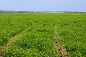 A green field with a trail under a clear sky