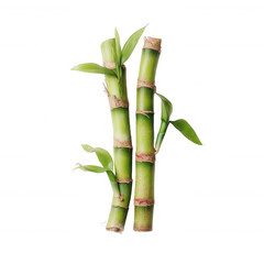 Obraz premium Two green bamboo stalks with fresh leaves on a white isolated background, symbolizing growth, resilience, and nature's beauty.