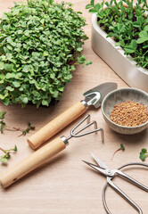 Microgreens gardening, cultivating fresh, nutritious sprouts at home