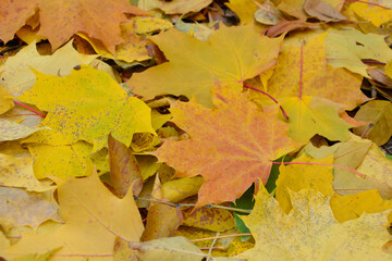 Vibrant Autumn Leaves A Close-Up View of Nature's Beauty