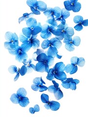Fototapeta premium Floating blue hydrangea petals on white background airy botanical floral design element isolated close up studio shot