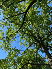 Obraz premium trees in the sky