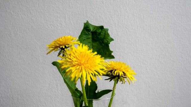 Blooming dandelion time-laps of 6 hours in 17 seconds.