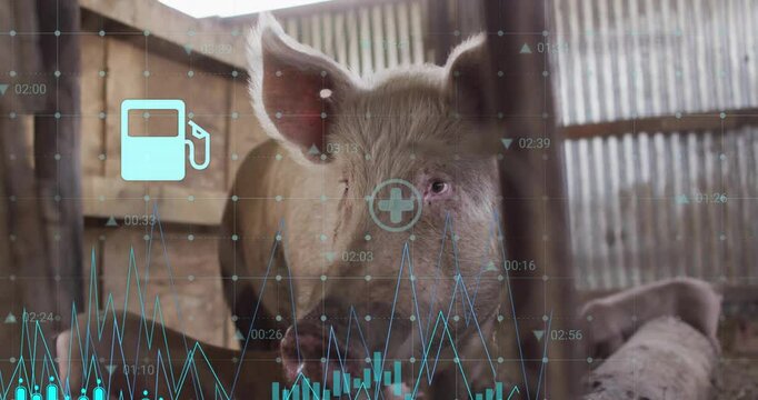 3D render pig head being visualized inside barn, overlaying line graphs, grid dots and timestamps