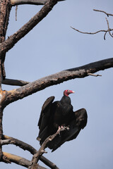 Turkey vulture about to take flight from a dead tree branch