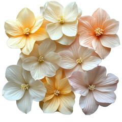 Obraz premium Delicate Floral Harmony: A captivating assortment of delicate flowers in a range of soft hues and subtle textures, beautifully arranged to evoke a sense of serenity and natural beauty.