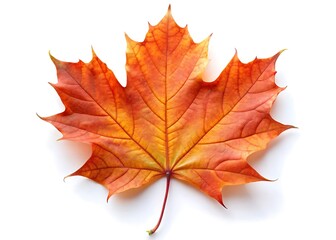 Obraz premium Maple leaf isolated on white background