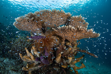 A vibrant reef, full of fish and corals, grows in the shallows of Halmahera, Indonesia. This...