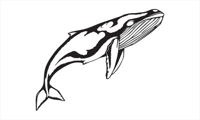 Vector hand drawn illustration of humpback whale. Sketch detailed engraving style