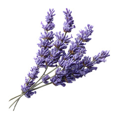 Lavender Flowers Sprigs Transparent PNG
