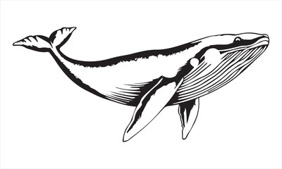Vector hand drawn illustration of humpback whale. Sketch detailed engraving style