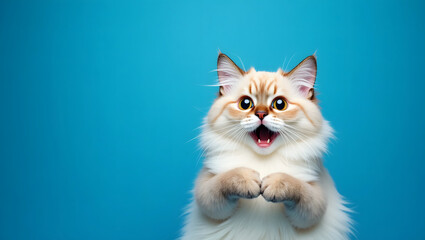Fototapeta premium A stunning photo capturing the curious joy of a fluffy feline with wide, expressive eyes against a vibrant blue background, radiating happiness.