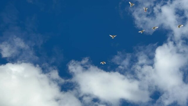 White doves flying in the sky with white clouds and a bright blue background