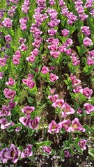 Fototapeta premium Beautiful pink tulips blooming in a vibrant garden during springtime