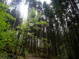 Italia, Toscana, Firenze, alberi della foresta biogenetica di Vallombrosa.