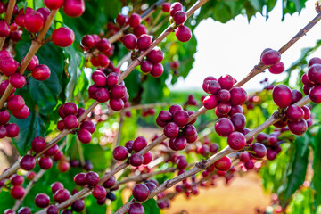 Coffee beans on a branch of tree.Red and green arabica coffee beans ripening on tree in coffeee plantation
