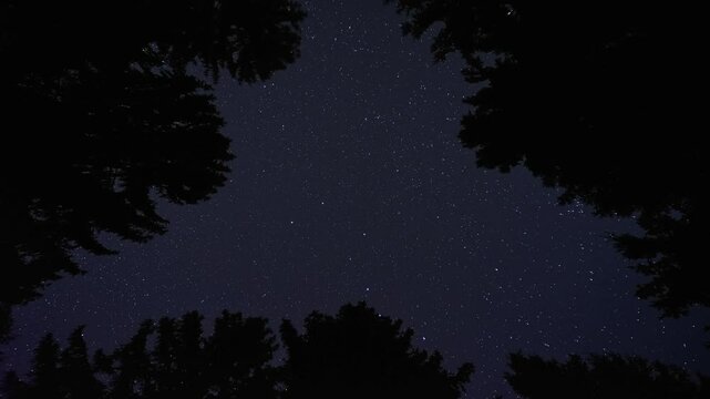 Night timelapse with silhouetted trees and faint clouds under a clear starry sky