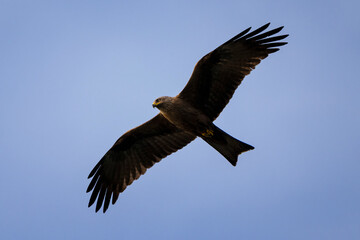 Black kite (Milvus migrans) in flight. Beautiful medium-sized bird of prey in the family Accipitridae.