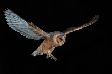 Western barn owl (Tyto alba) gliding through the darkness in mid-flight. Black night sky isolates...