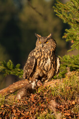 Eurasian eagle-owl (Bubo bubo) clutching its prey with fierce dominance. Coniferous forest edge lit by low golden sunlight. The piercing orange eyes and powerful stance evoke primal intensity.