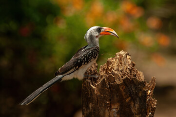 Jackson's hornbill (Tockus jacksoni) perches alertly on a broken tree stump with vibrant surroundings. The sunlit background of bokeh and soft light enhances its striking beak.