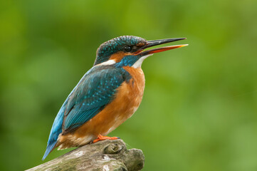 Common kingfisher (Alcedo atthis) opens its beak while perched on wood in a fresh green scene. The vibrant feathers glow in natural light.