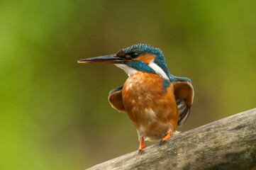 Common kingfisher (Alcedo atthis) raises its wings in alert pose on a branch. The vivid plumage shines against the soft green backdrop.