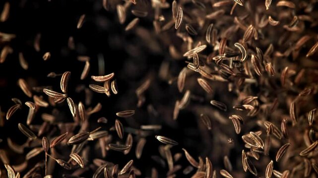 Cumin flies up and down. Filmed on a high-speed camera at 1000 fps. High quality FullHD footage