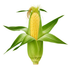 Raw corn with green husk and silk on transparent background, ideal for farm-to-table branding, fresh produce visuals, and agricultural product packaging mockups