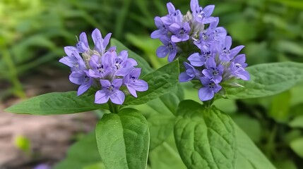 Fototapeta premium Stunning Closeup of Delicate Purple Flowers Blooming in Lush Green Foliage