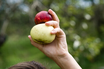 A close-up of a hand holding a red and a green apple against a blurred orchard background. The...