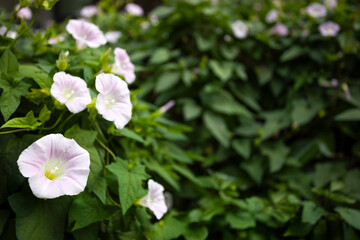 pink flowers in a garden