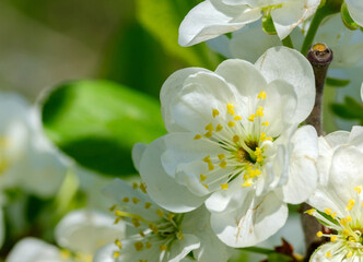 blooming blackthorn flowers on a blurred background