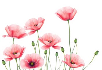 Delicate pink watercolor poppies bloom on a soft background, ideal for greeting cards, wedding, pastel