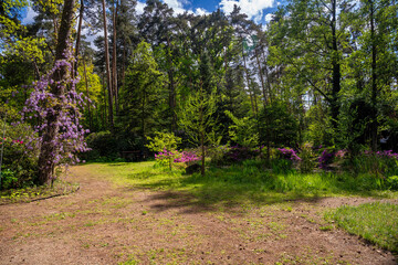 Forest Arboretum in Stradomia Dolna, Poland.