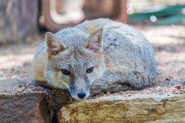 The swift fox (Vulpes velox) is a small light orange-tan fox around the size of a domestic cat found in the western grasslands of North America,