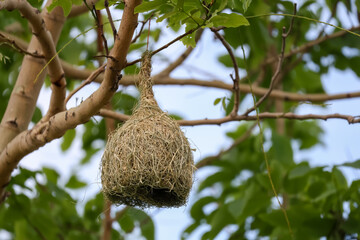 Close up nest bird from leaf dry in nature garden on tree