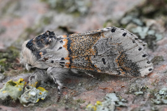 Closeup on a Sallow kitten moth, Furcula furcula