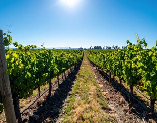 Obraz premium Vineyard Rows Under Sunny Sky