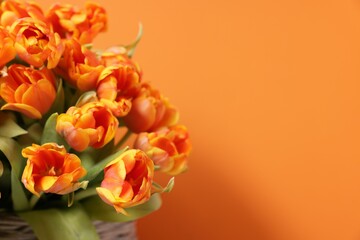 Fototapeta na wymiar Beautiful tulips on orange background, closeup. Space for text
