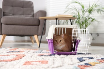 Cute cat in open pet carrier on floor at home © New Africa