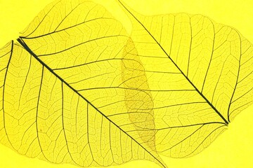 Obraz premium Beautiful skeleton leaves on yellow background, macro view