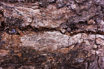 Close-up abstract view of tree bark texture with cracks and natural patterns. Represents nature and texture.

