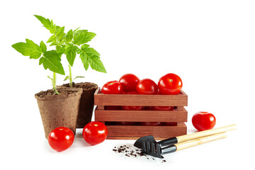 Tomato seedlings in peat pots, tomato fruits in wooden box and garden tools.