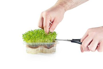Human hands cutting salad microgreens. Isolated on white background.