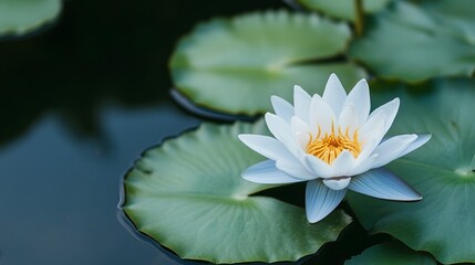 Serene white lotus flower floating in a natural pond