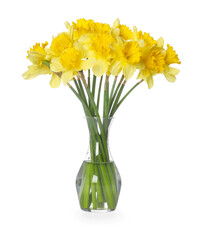 Yellow daffodils in vase isolated on white