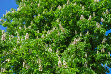 blooming chestnut on a sunny day