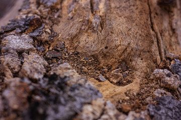 Close-up abstract view of very old, weathered wood with deep cracks and rough texture. Represents decay, nature, and grunge.

